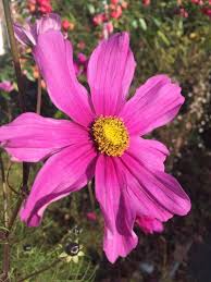 Image result for Cosmos bipinnatus