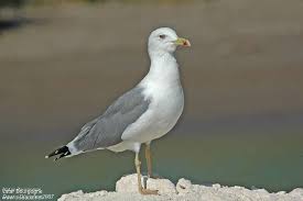 Image result for Larus cachinnans