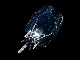 Attēlu rezultāti vaicājumam “Phronia sp.”