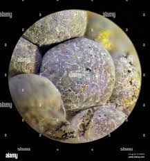 Attēlu rezultāti vaicājumam “Badhamia foliicola sessile”