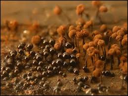 Attēlu rezultāti vaicājumam “Cribraria cancellata macro”