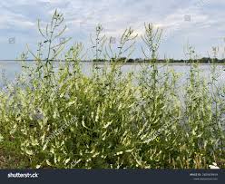 Attēlu rezultāti vaicājumam “Melilotus albus”