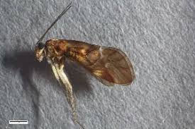 Attēlu rezultāti vaicājumam “Metylophorus nebulosus”