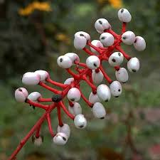 Image result for Christophskraut