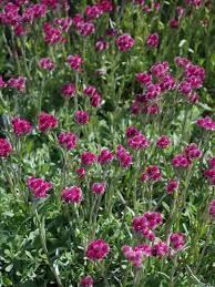 Attēlu rezultāti vaicājumam “Antennaria dioica”