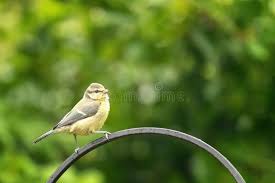 Attēlu rezultāti vaicājumam “Cyanistes caeruleus juvenile”
