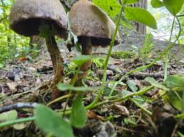 Attēlu rezultāti vaicājumam “Psathyrella sp.”