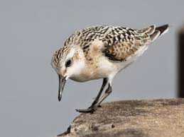 Attēlu rezultāti vaicājumam “Calidris alba adult”