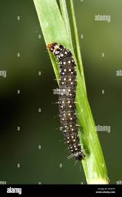 Attēlu rezultāti vaicājumam “Aphelia viburniana”