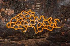 Attēlu rezultāti vaicājumam “Physarum melleum”