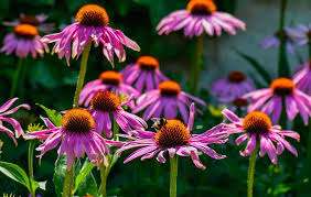 Image result for Echinacea Lustre hybrids