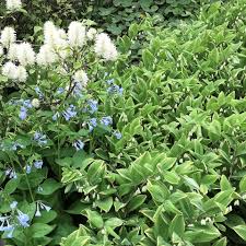 Attēlu rezultāti vaicājumam “Polygonatum odoratum flower”