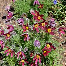 Attēlu rezultāti vaicājumam “Pulsatilla vulgaris flower”