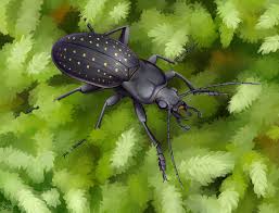 Attēlu rezultāti vaicājumam “Carabus hortensis”