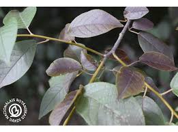 Attēlu rezultāti vaicājumam “Padus avium”