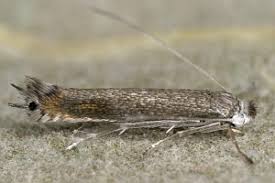 Attēlu rezultāti vaicājumam “Lyonetia clerkella”