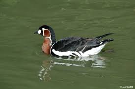 Image result for Branta ruficollis