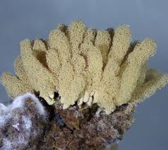 Attēlu rezultāti vaicājumam “Heterotrichia obvelata (syn. Arcyria obvelata) young”