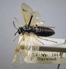 Attēlu rezultāti vaicājumam “Arge ustulata”