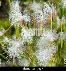 Attēlu rezultāti vaicājumam “Trichophorum alpinum flower”