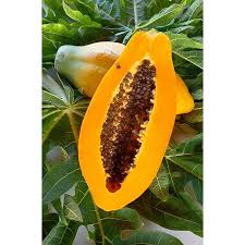 Image result for Carica papaya