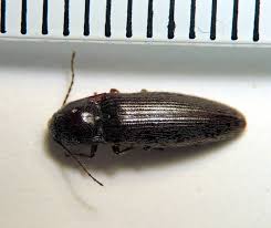 Attēlu rezultāti vaicājumam “Melanotus sp.”