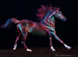 Image result for jill greenberg