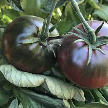 Afbeeldingsresultaat voor black sea man tomato