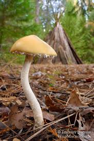 Attēlu rezultāti vaicājumam “Trichia ambigua macro”