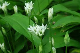 Image result for Allium ursinum