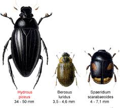 Attēlu rezultāti vaicājumam “Hydrophilidae”