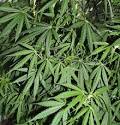 marijuana leaf pics and other marijuana pictures