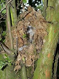 Attēlu rezultāti vaicājumam “Troglodytes troglodytes nest”