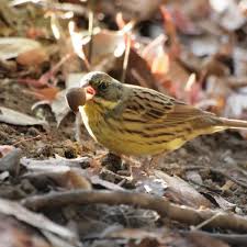 Image result for Emberiza spodocephala