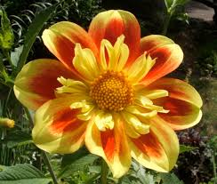 Image result for Dahlia x pinnata `Decorative Giants`
