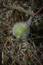 Attēlu rezultāti vaicājumam “Aulacidea hieracii”