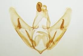 Attēlu rezultāti vaicājumam “Depressaria olerella imago”