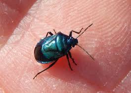 Attēlu rezultāti vaicājumam “Zicrona caerulea”