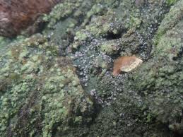 Attēlu rezultāti vaicājumam “Trapeliopsis granulosa”