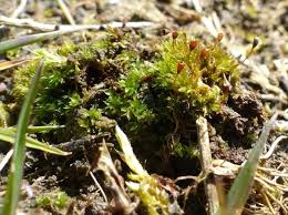 Attēlu rezultāti vaicājumam “Tortula truncata sporophyte”