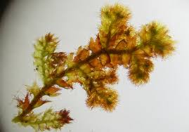 Attēlu rezultāti vaicājumam “Ptilidium ciliare”