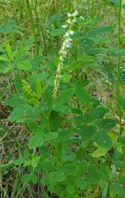 Attēlu rezultāti vaicājumam “Melilotus albus”
