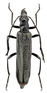 Attēlu rezultāti vaicājumam “Oedemera sp.”