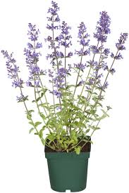 Image result for Katzenminze