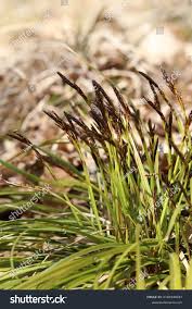 Attēlu rezultāti vaicājumam “Carex digitata”