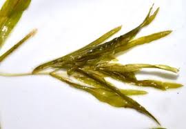 Attēlu rezultāti vaicājumam “Potamogeton gramineus”