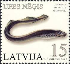 Image result for Lampetra fluviatilis