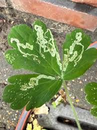 Attēlu rezultāti vaicājumam “Phytomyza minuscula”