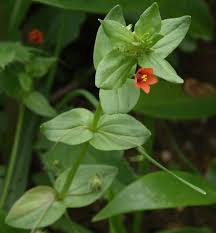 Image result for Anagallis arvensis