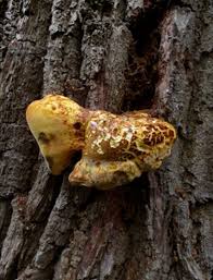 Attēlu rezultāti vaicājumam “Buglossoporus quercinus”